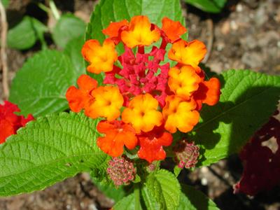 lantana camara